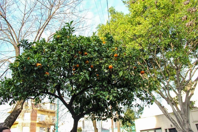 ¿Sabes dónde se encuentran los árboles frutales en Buenos Aires? - Imagen Principal